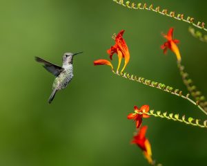 hummingbird flying beside a bright orange flower on a blurred green background